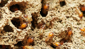 Indemnisation du préjudice d&rsquo;une infestation de termites